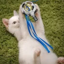 Real Madrid Blue štap za mačke, igračka za mačke