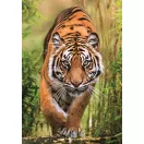 Tigar Hunter's Path Compact Clementoni puzzle od 1000 dijelova