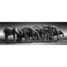 Slon Herd of Giants 1000-dijelna panorama Compact puzzle Clementoni