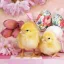 Uskrs Lovely Chickens salveta 20 kom 33x33 cm