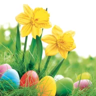 Uskrs Daffodils salveta 20 kom 33x33 cm