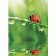 Természet Ladybug A/4 gumis mappa