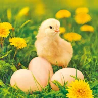 Uskrs Chicken with Eggs salveta 20 komada 33x33 cm