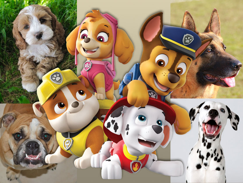 Mancs őrjárat kutyafajták